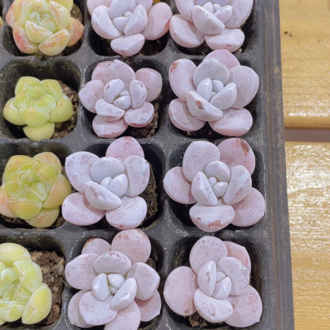 137号 丸叶小雪莲四个