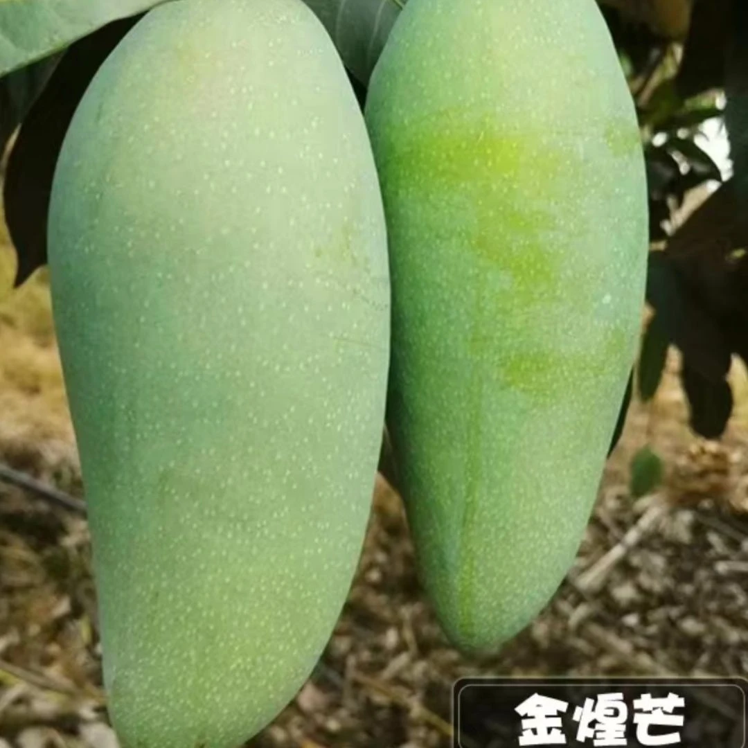 广西嫁接芒果树苗金煌桂七四季芒红贵妃地栽盆栽