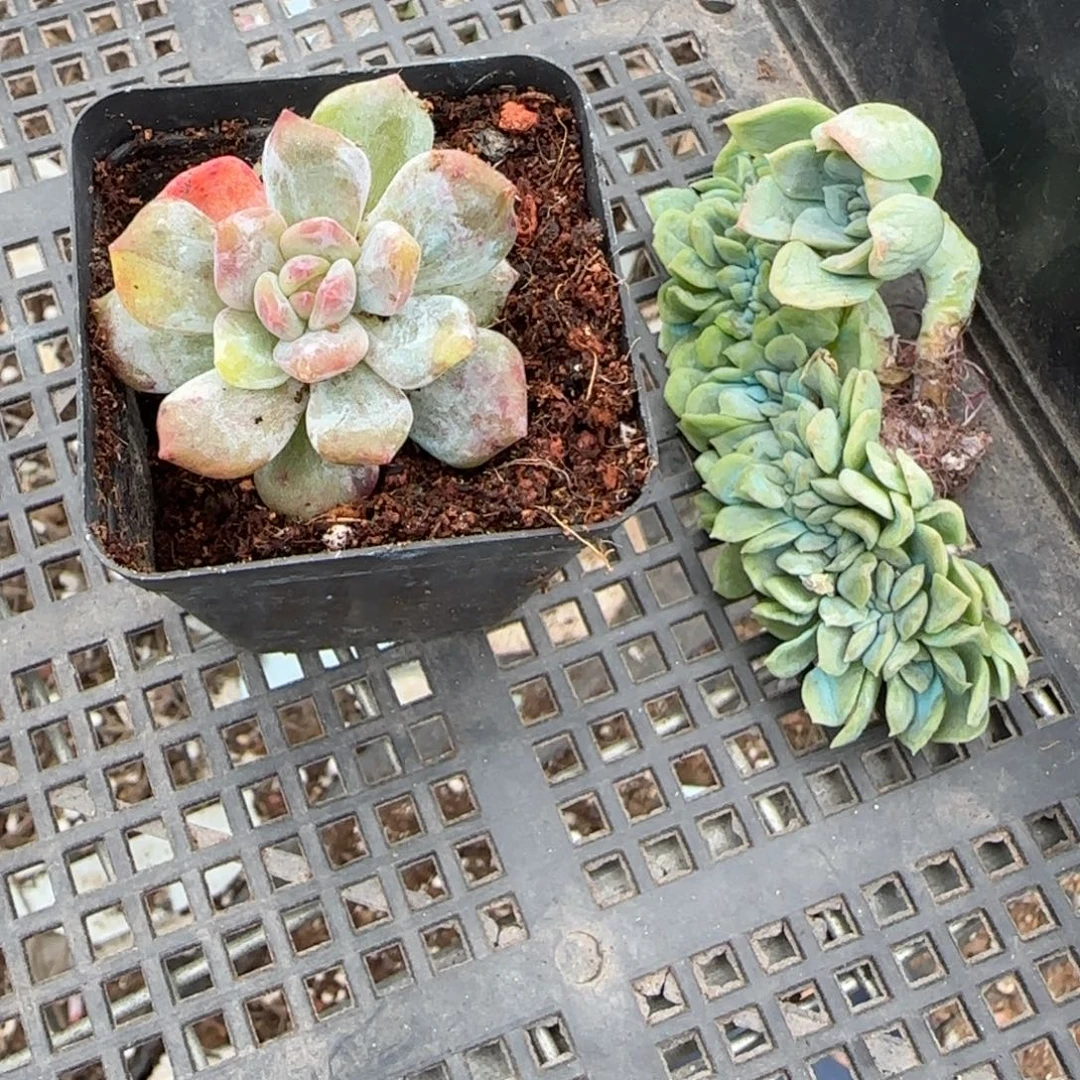 小卡拉米糖心一物一拍23-33