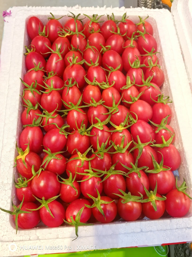 【同城配送】广东茂名千禧圣女果/脆甜爆汁/2.3斤左右番茄同城送