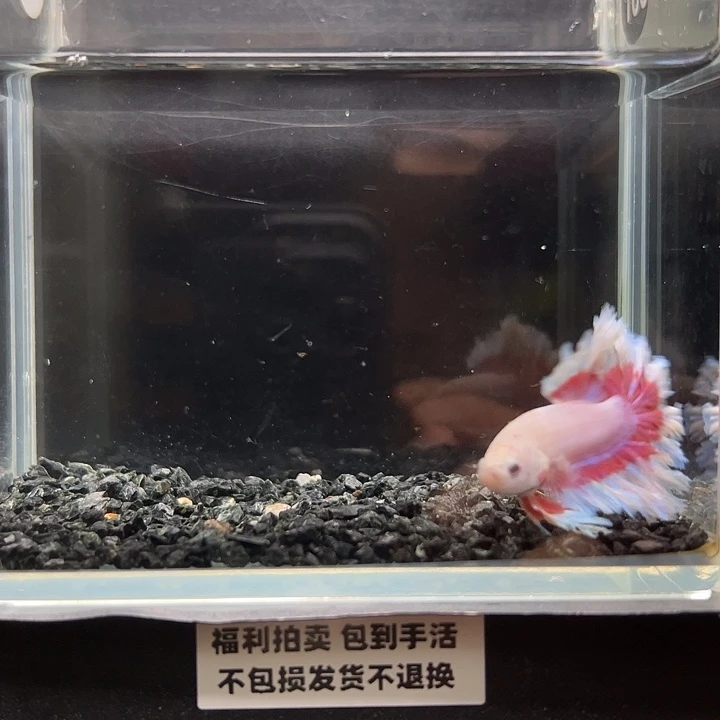 斗鱼竞拍跑单拉黑23日73