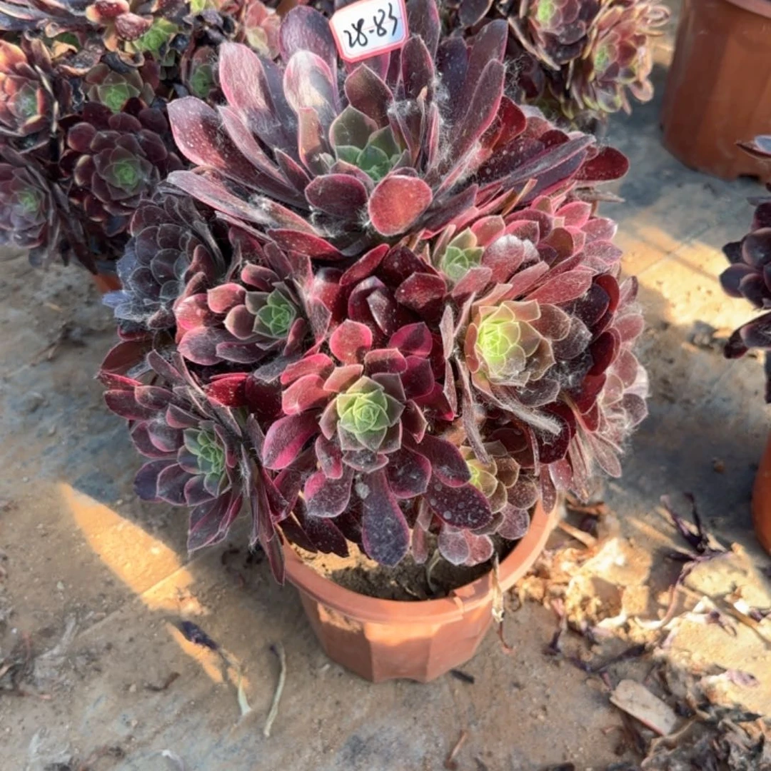 28-83金丝缺瑕疵处理不包水果妖