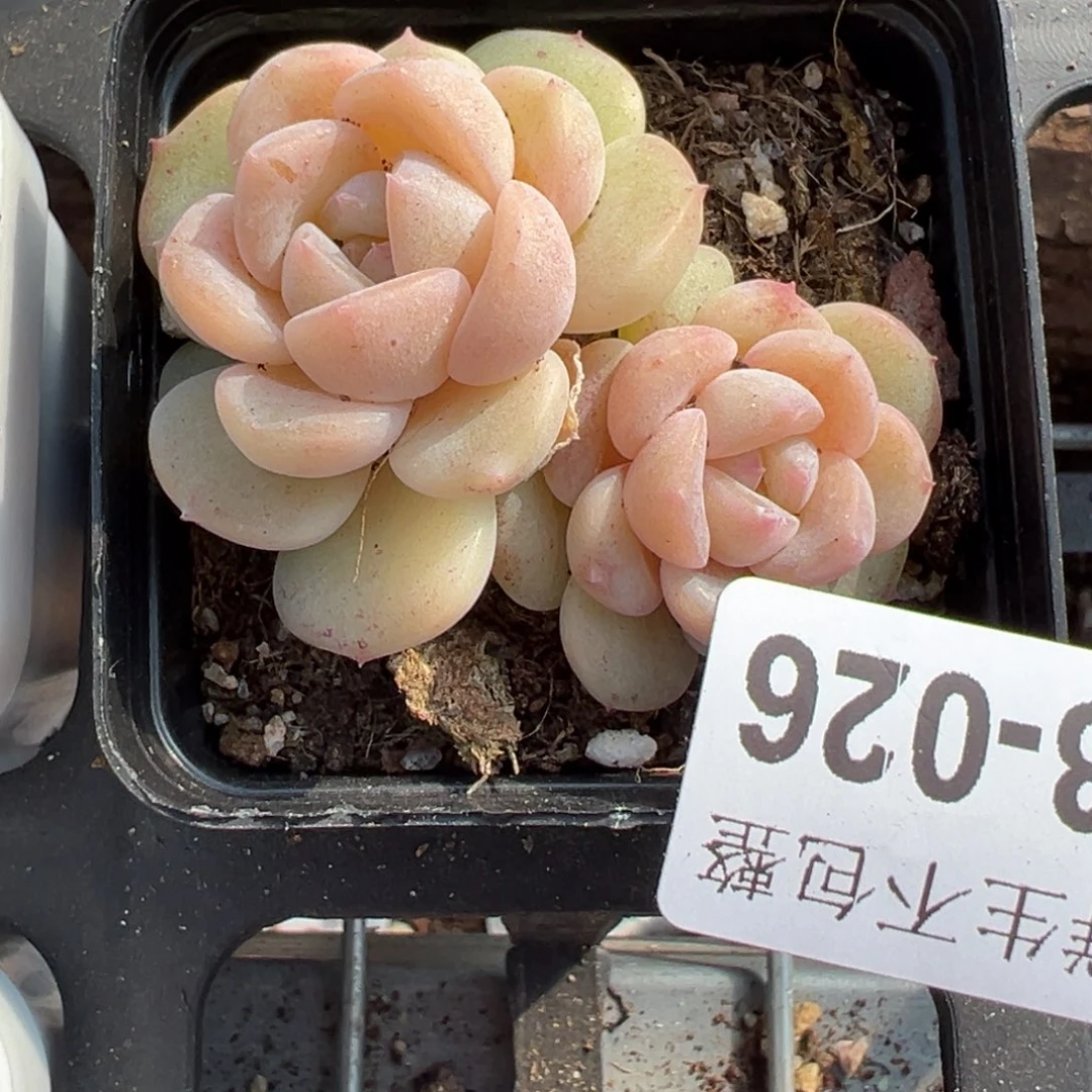 小卡拉米糖心一物一拍13-26