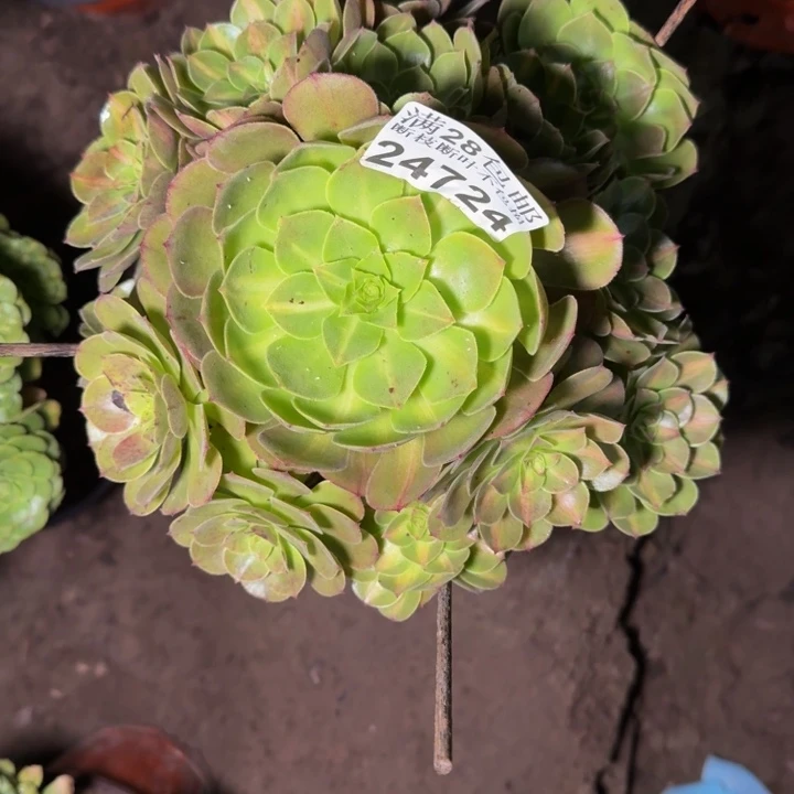 24724南抹茶多肉植物