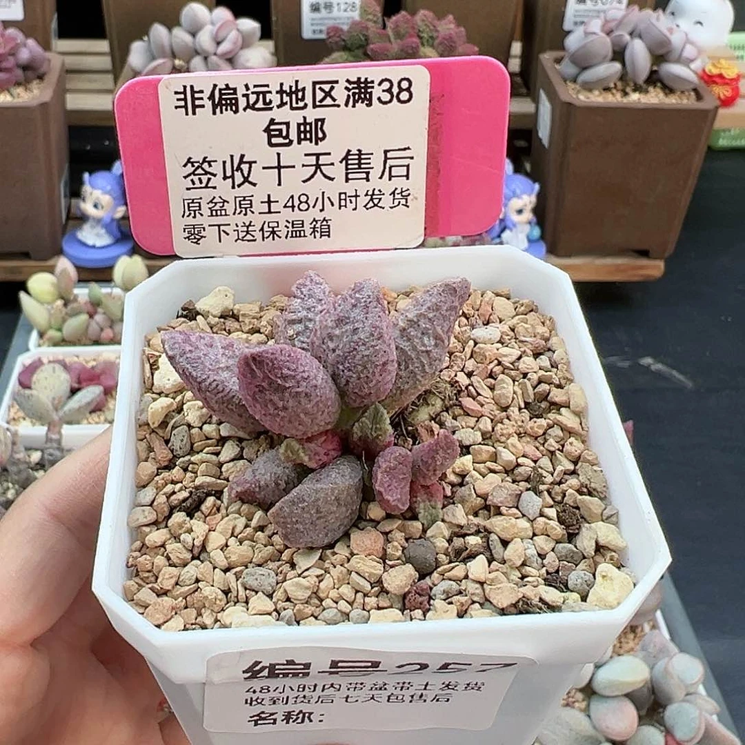 257融化纹猪肝多肉