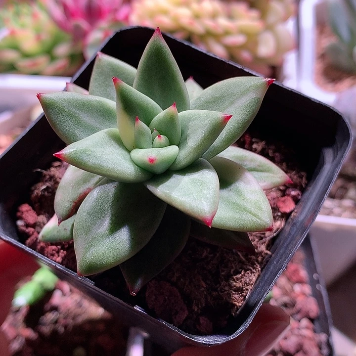 杂交锦锦锦锦锦锦