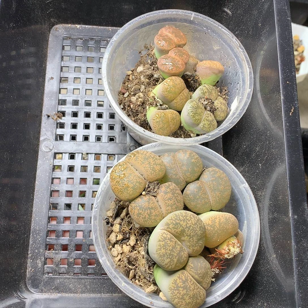 P375多肉植物保护