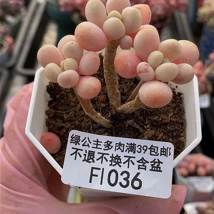 鱼子酱5cm1036多肉植物