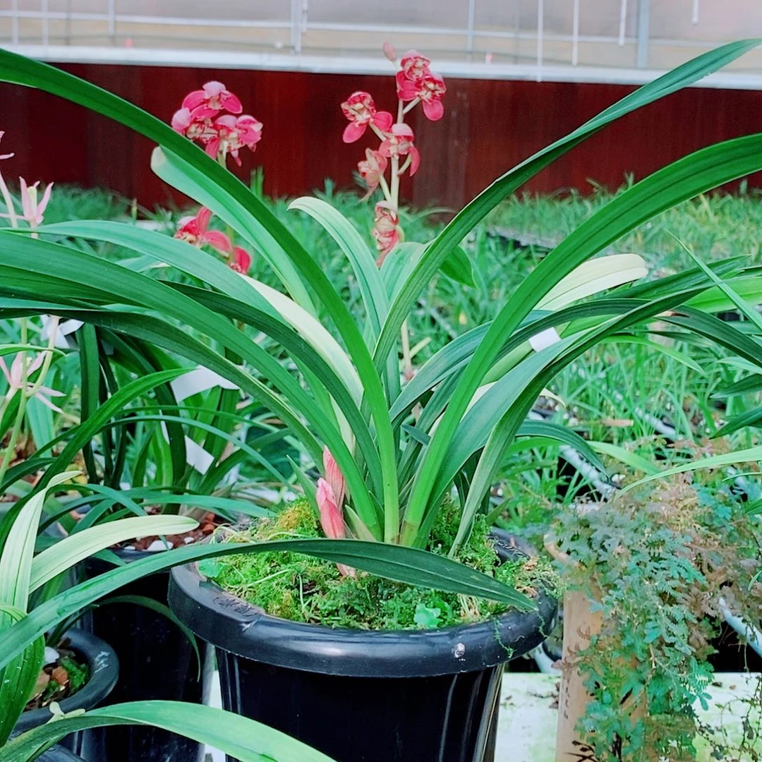 用***0全部花苞一物一拍漂亮开花