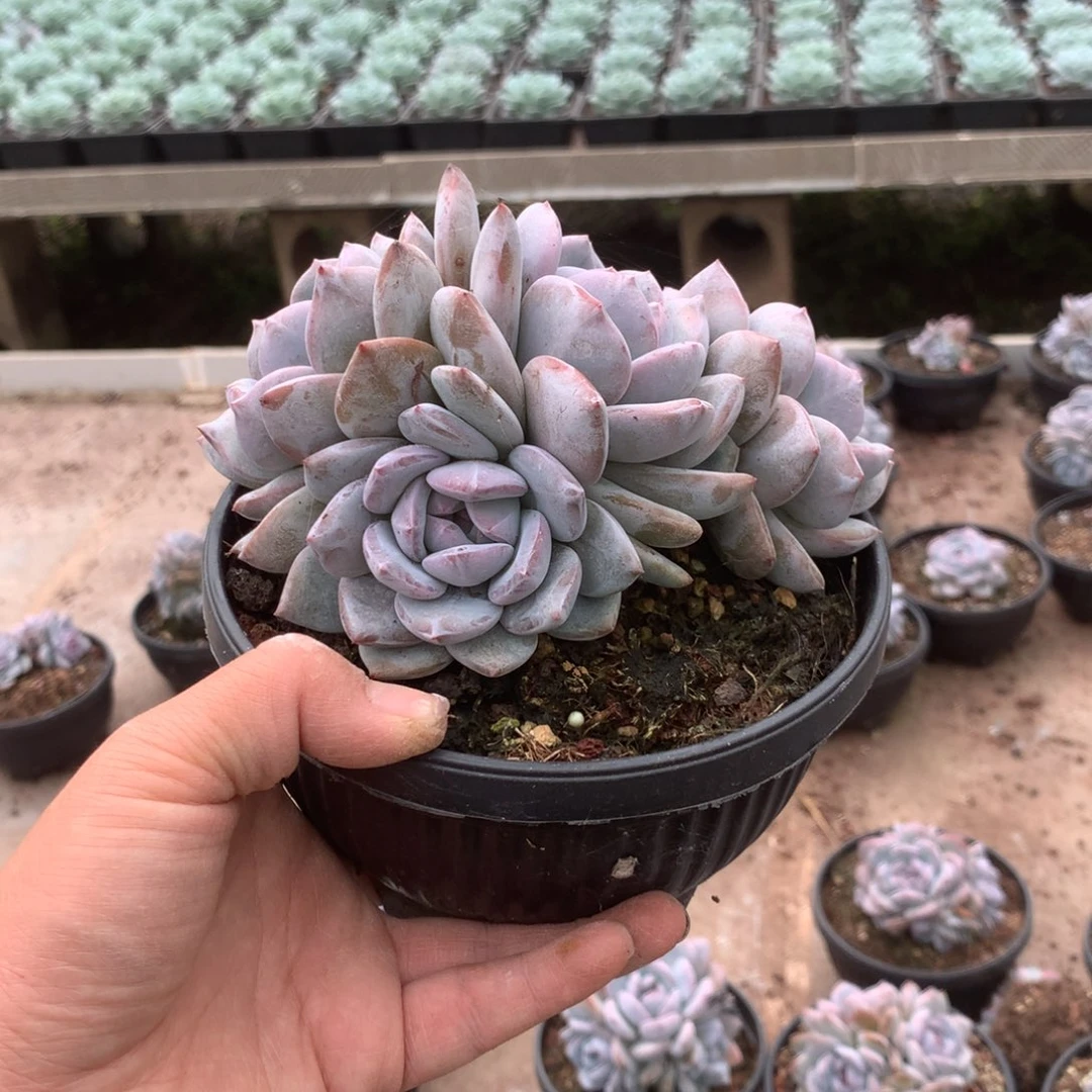 无花朵无砍哈哈哈哈哈哈哈哈哈26