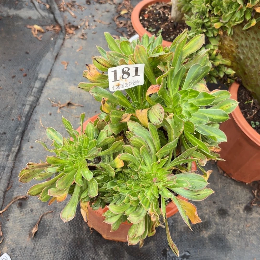 181号碧螺春缀化多肉植物