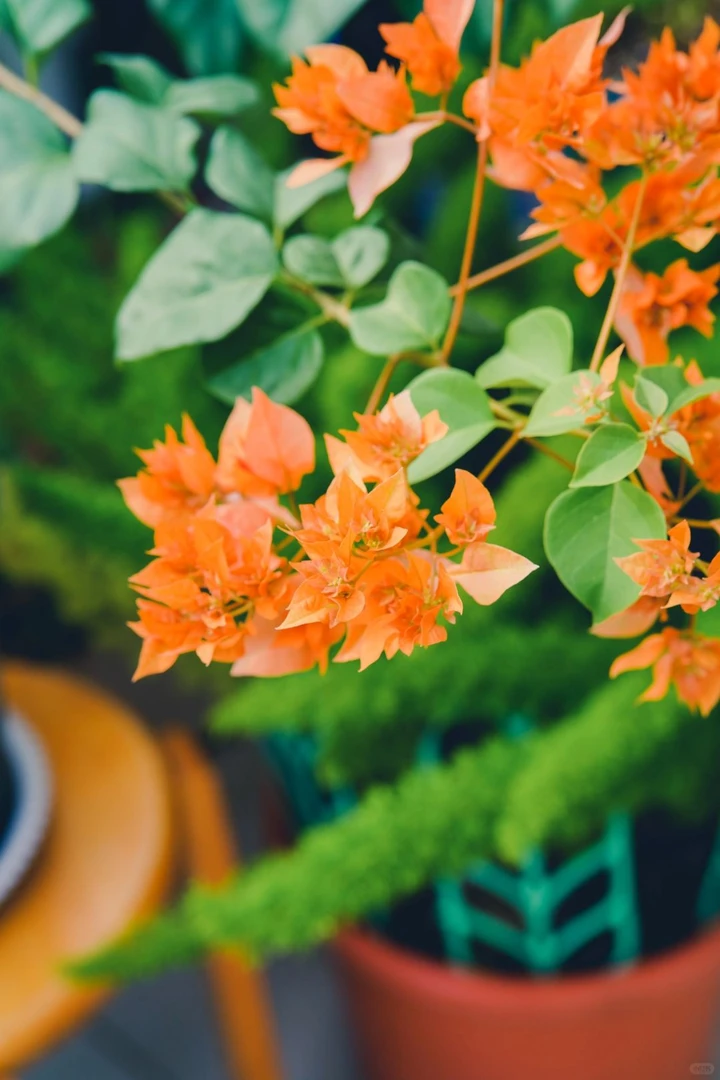 （重瓣橙）三角梅扦插培育袋苗包对版四季开花盆栽地栽绿植花卉