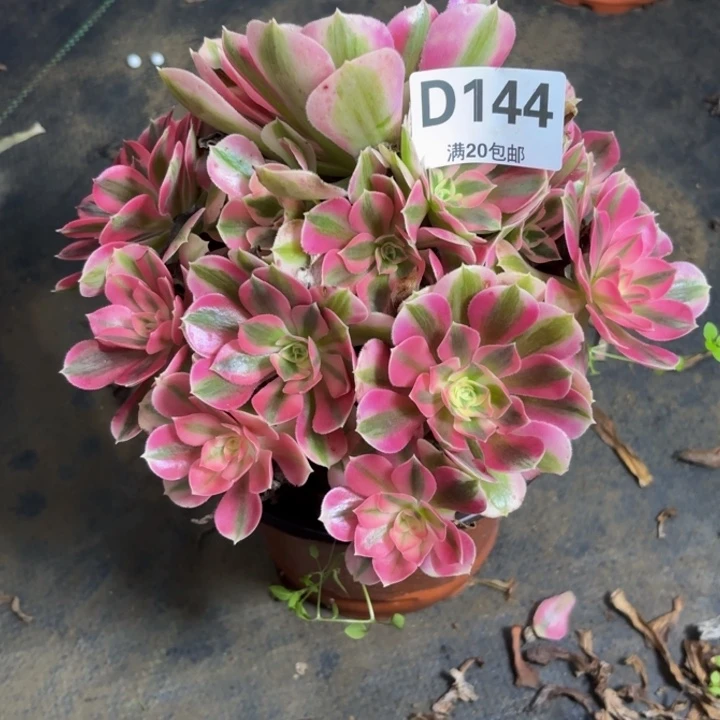 瑞妈多肉园艺144。