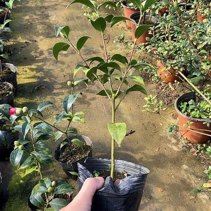 完全开放红卜带包