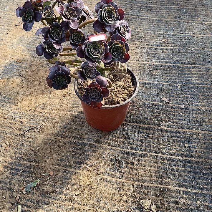 紫***叶13，巫毒多肉法师多肉