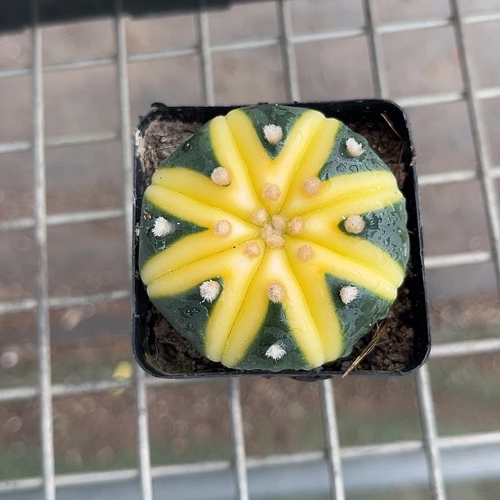 当前无花朵，栽培后可花朵