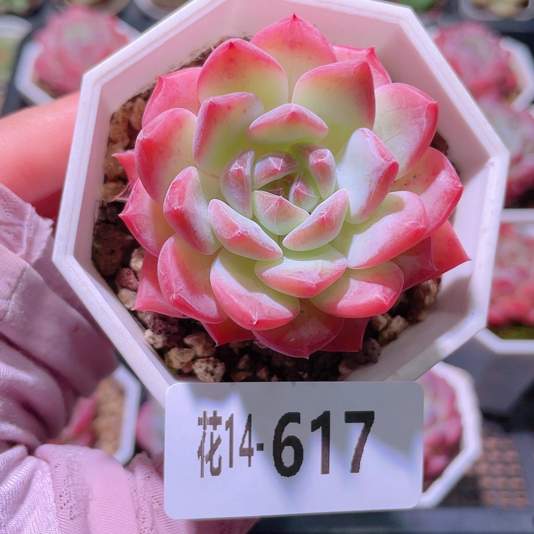 花利美14-617精选糖心