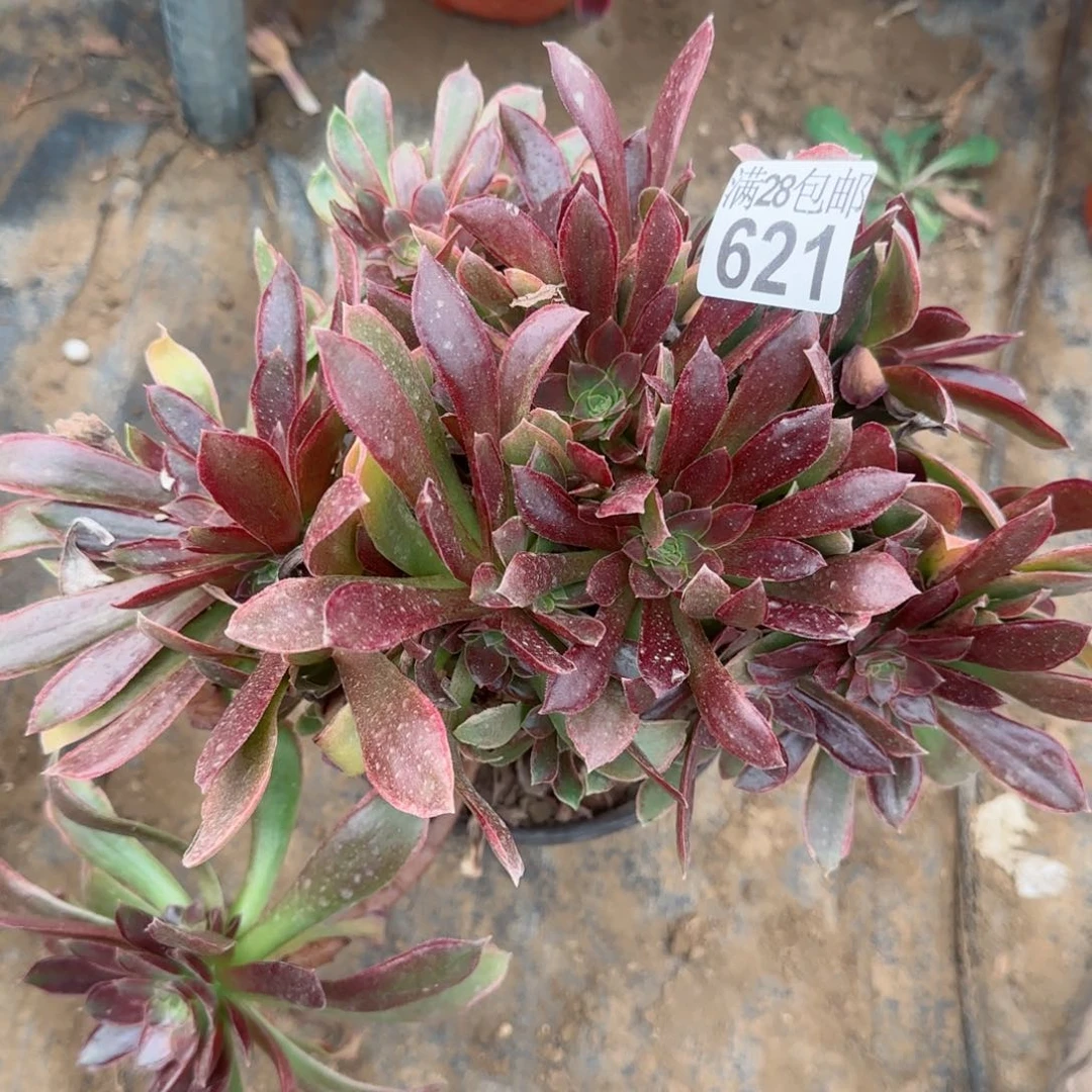 女王多肉621满28包邮断枝不包