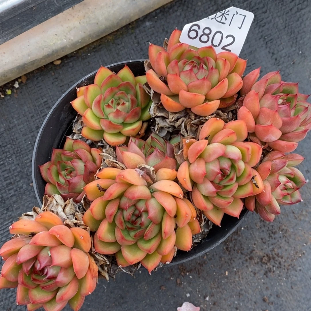 杂交精品多肉6802~13厘米