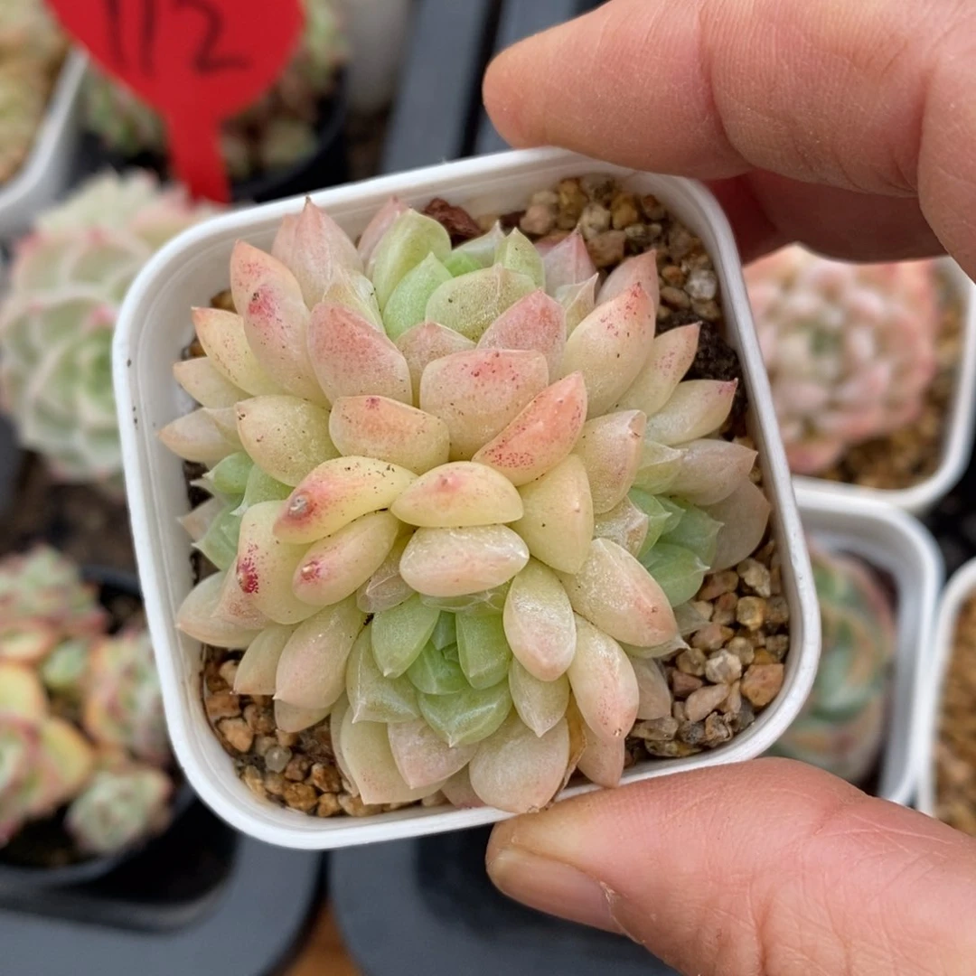 精品多肉一物一拍不包整132