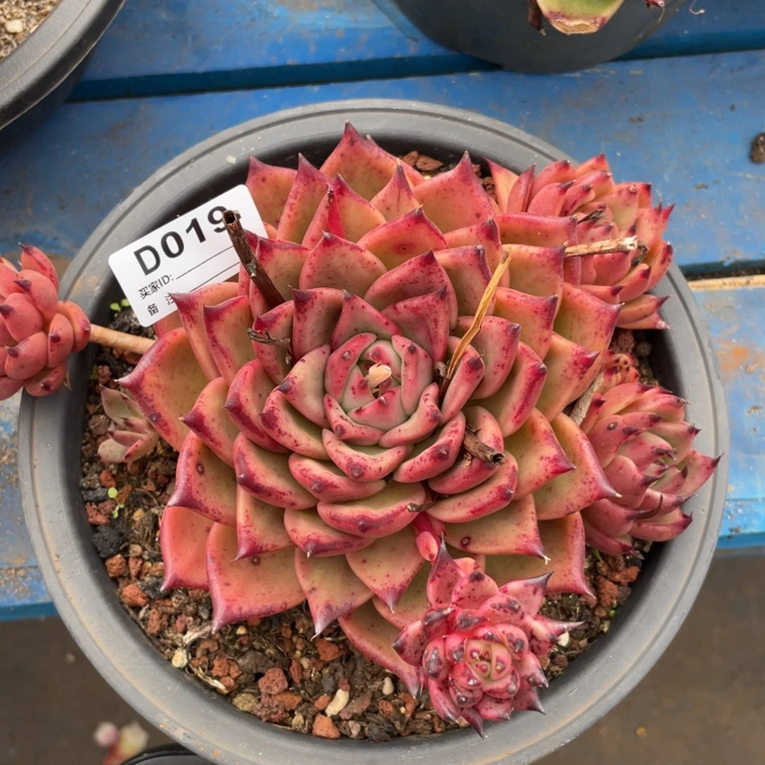 无花朵若如东云单拍D019