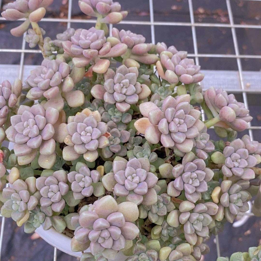 丸叶姬秋丽带盆土多头群生