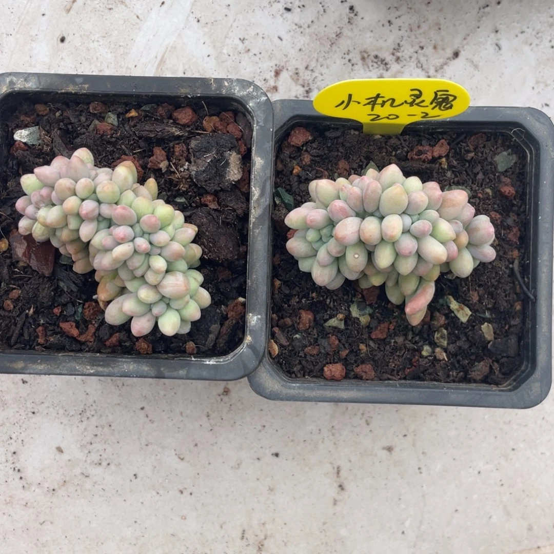 *****汤圆缀化两个有切繁殖