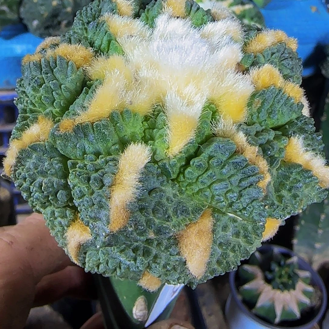 龟甲863仙人球开花