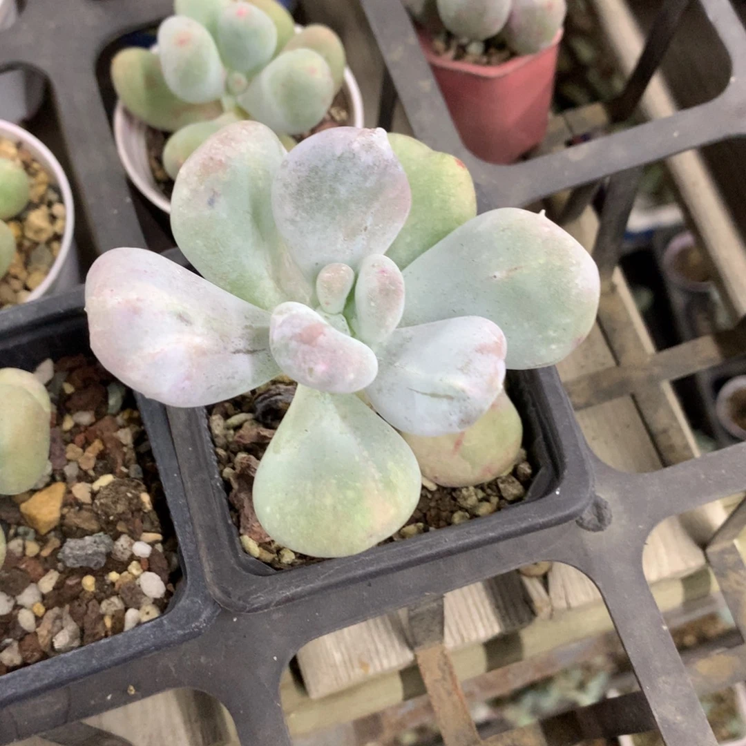 油煎奶酪多肉韩国黄油