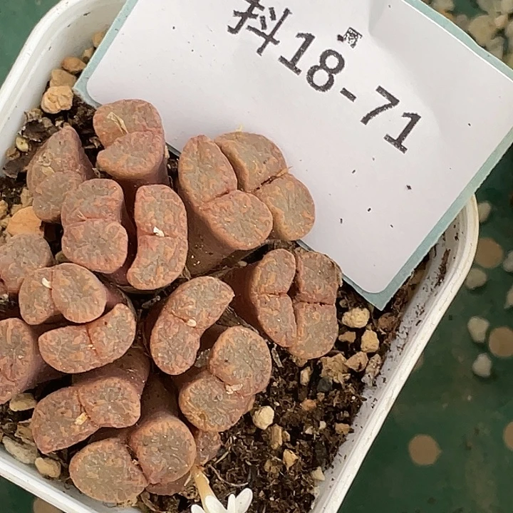 是***～18-71肉锥多肉植物