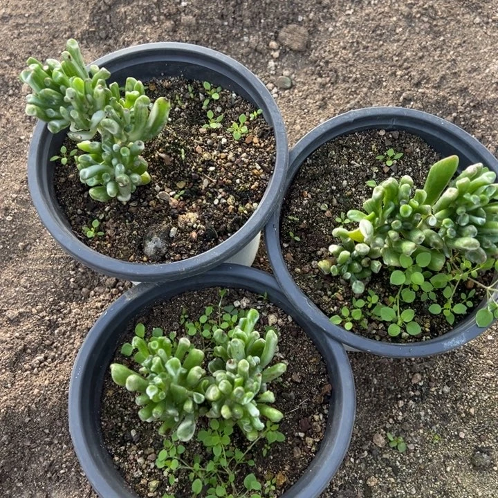 吸财树锦三颗组多肉植物量