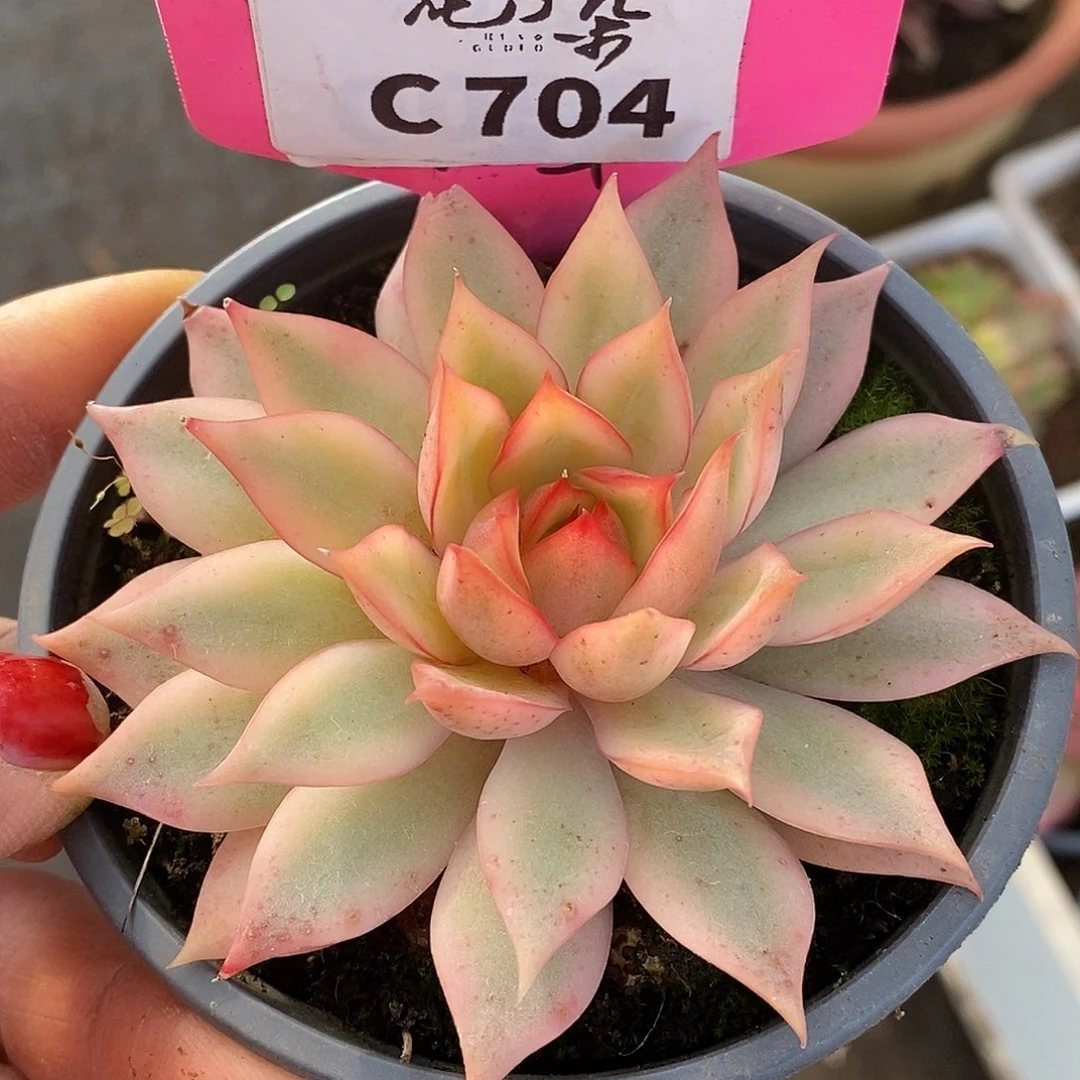 704宝莲灯哈哈哈哈哈