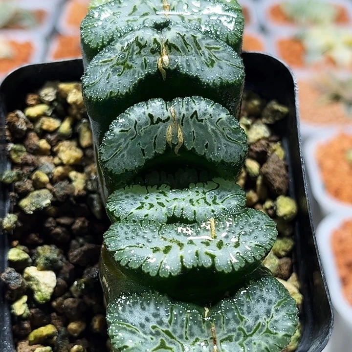 十二卷多肉荒肌玉扇