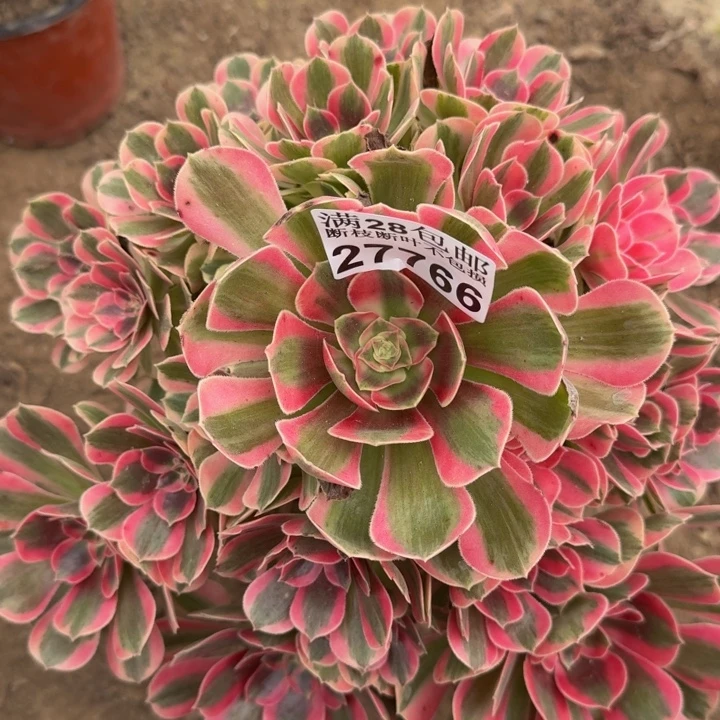 27766女郎多肉植物