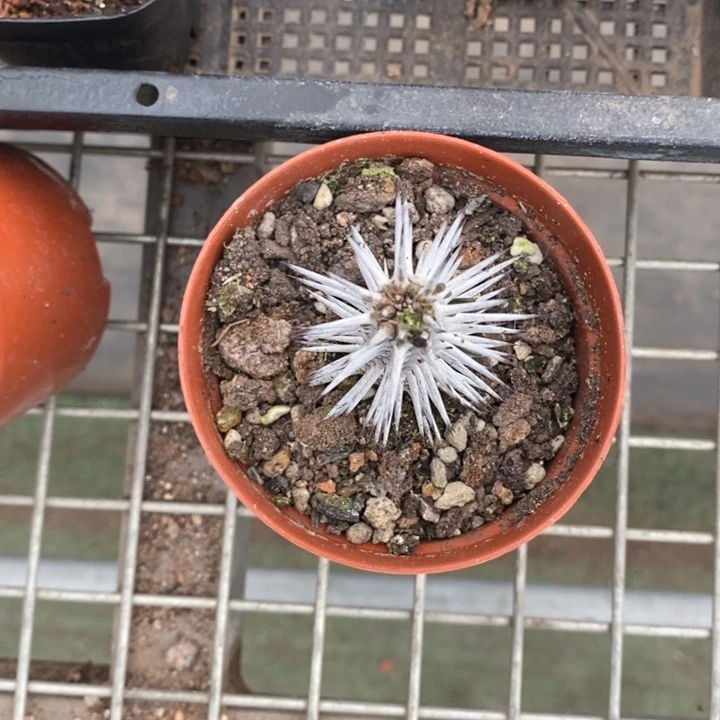 伯克利和格蕾纳等著名音乐