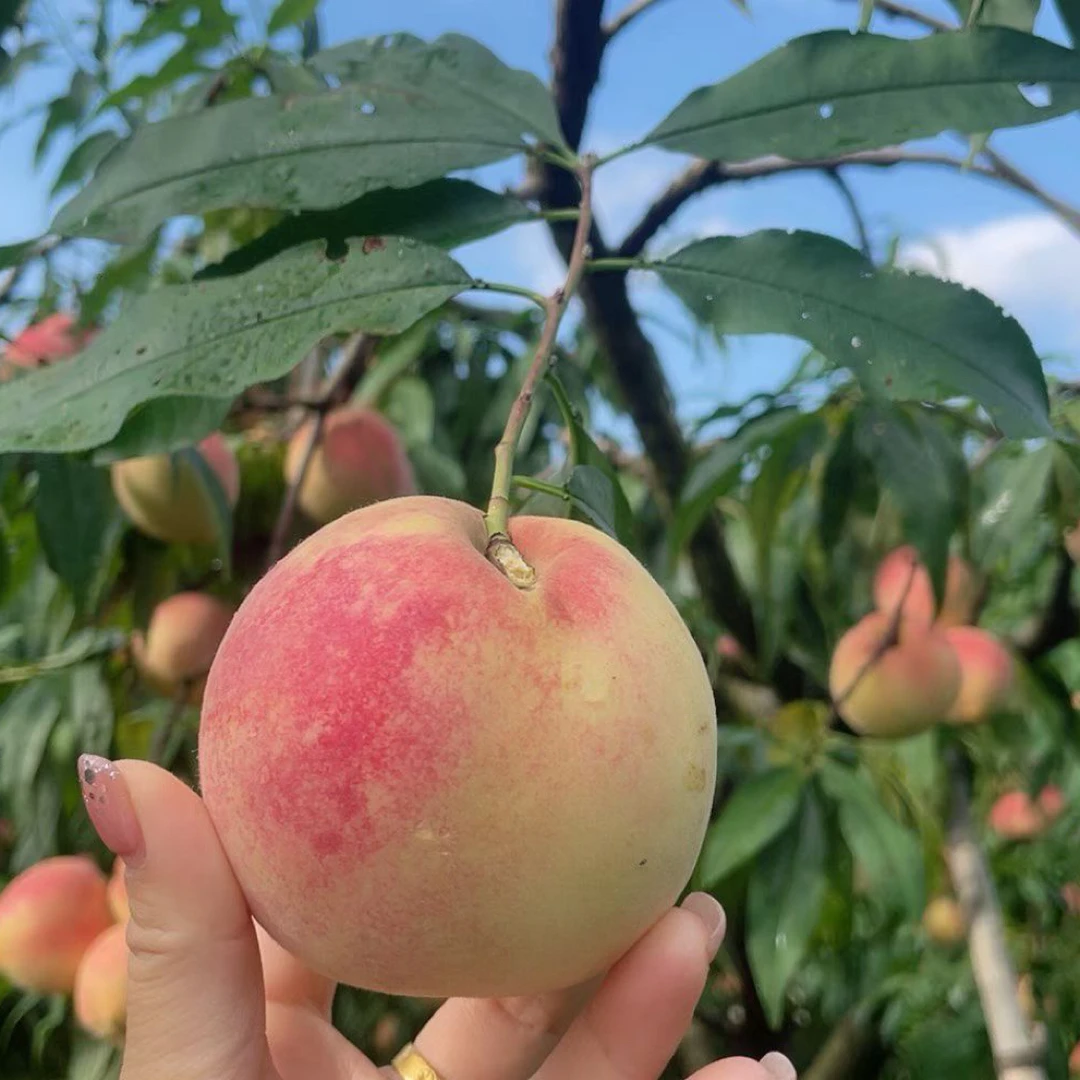 翁源蜜桃，金秋蜜桃