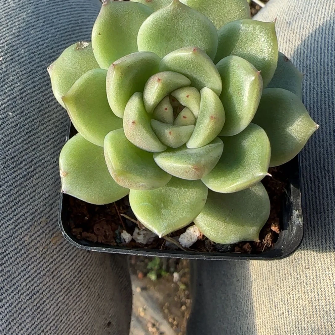 小卡拉米糖心一物一拍