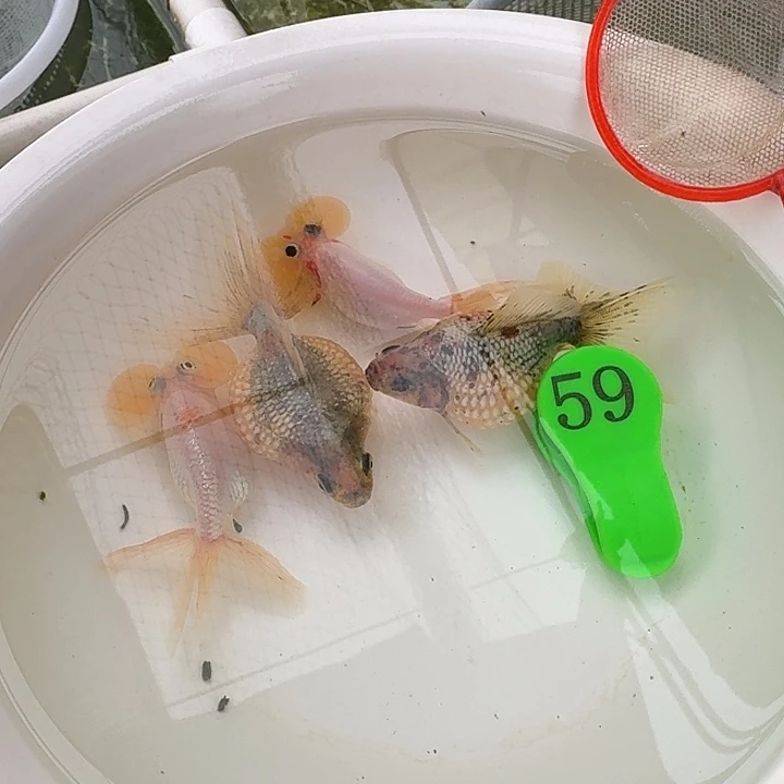 金鱼包邮包活到家