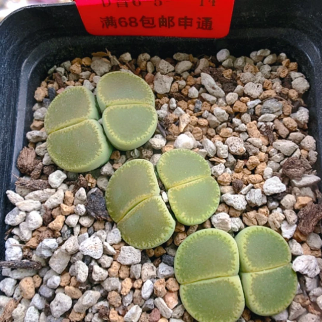 【闪购商品】6-5-14 green top一盆