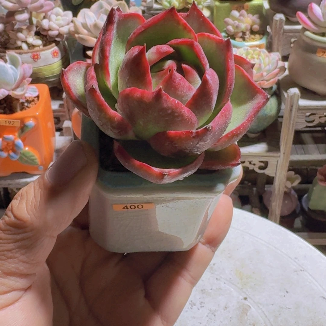 一物一拍编号400