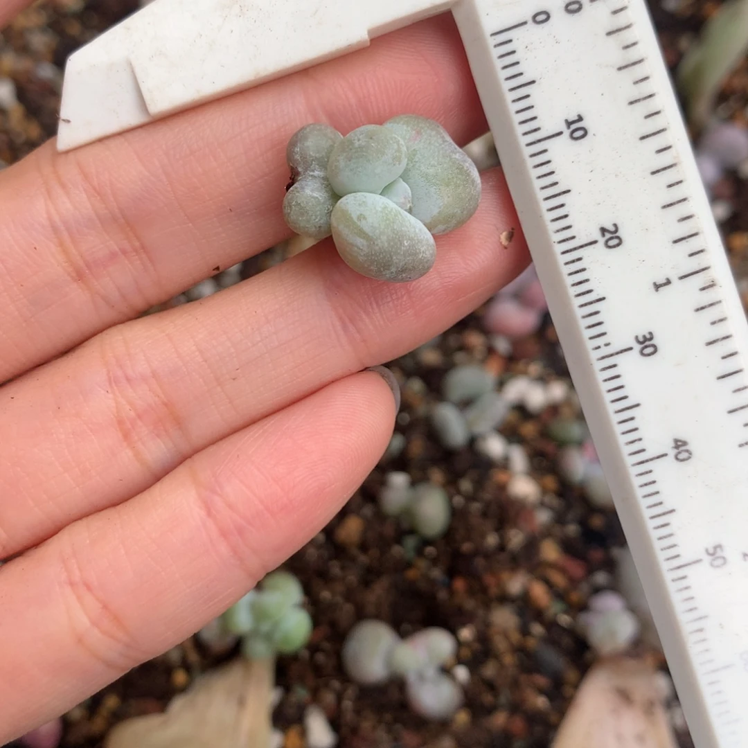 黄油油煎 精品韩国奶酪多肉