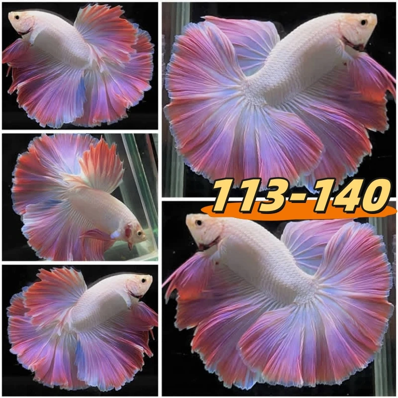 【113-140】直播间精选泰国斗鱼网红婚纱半月鱼宠物观赏鱼简单好养