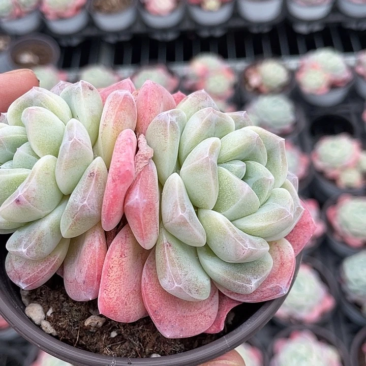 冰玉双头老桩90杯精品