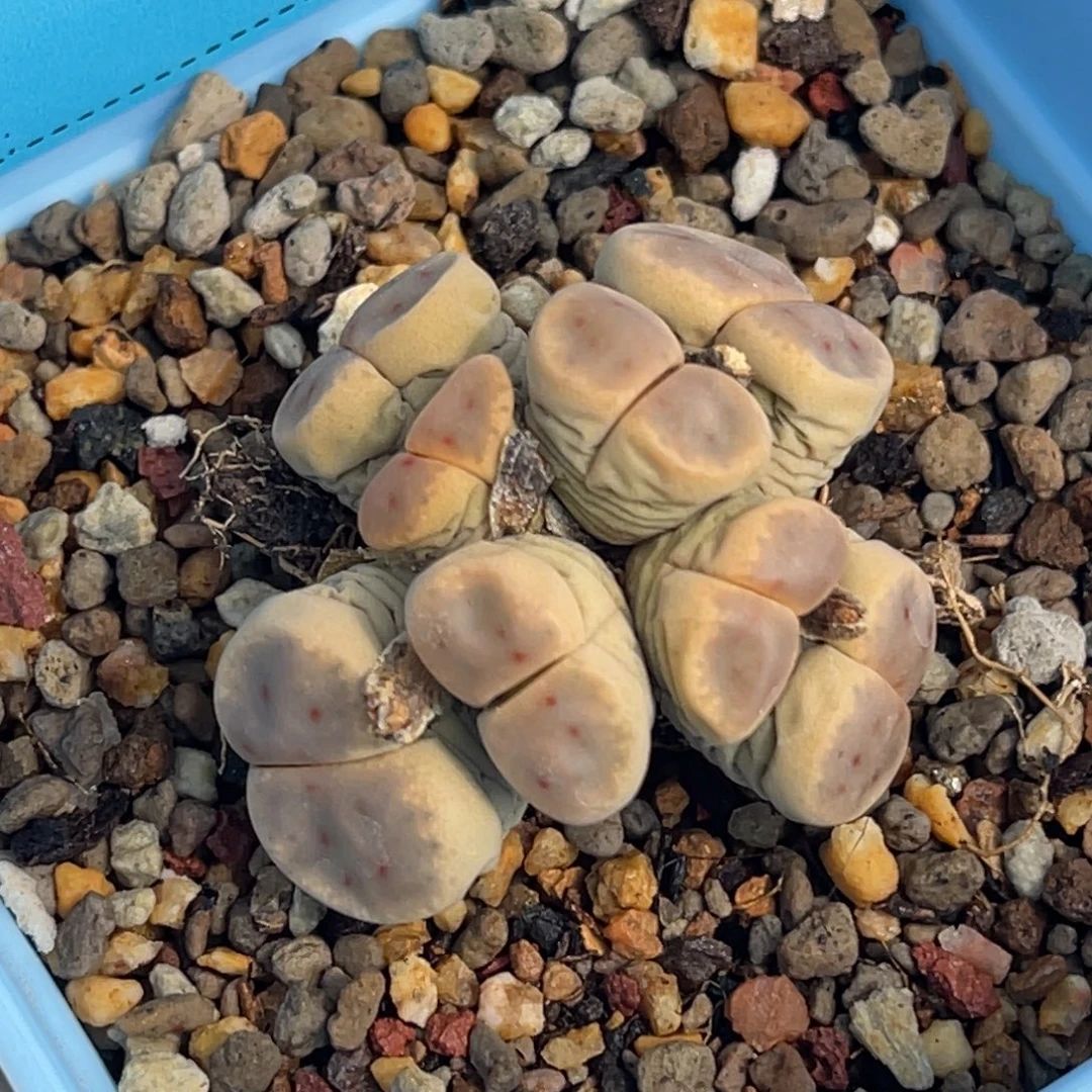 7245八头惜春群一颗