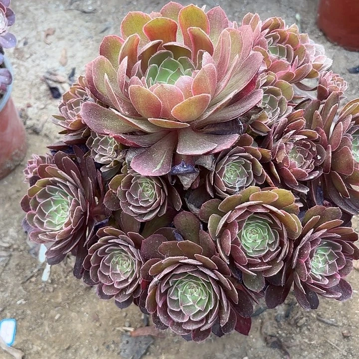 虹*?多肉植物莲花座49