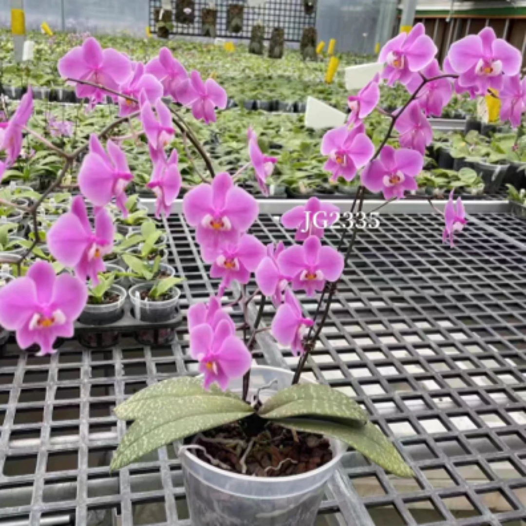 花农杰哥原生种西蕾丽蝴蝶兰红楼梦JG2335