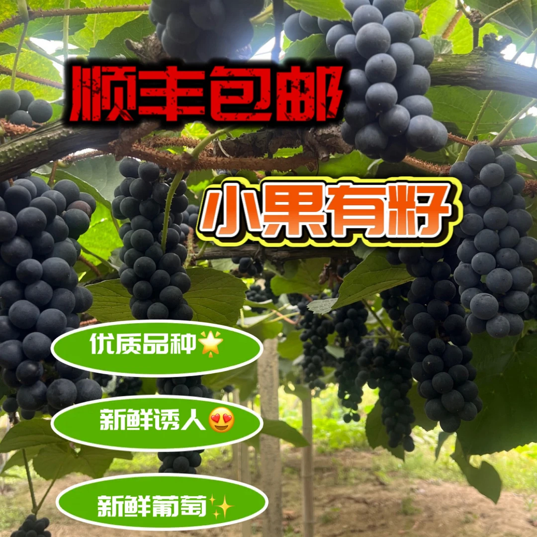 凤凰高山野生刺葡萄新鲜现摘可酿酒黑刺葡萄时令水果