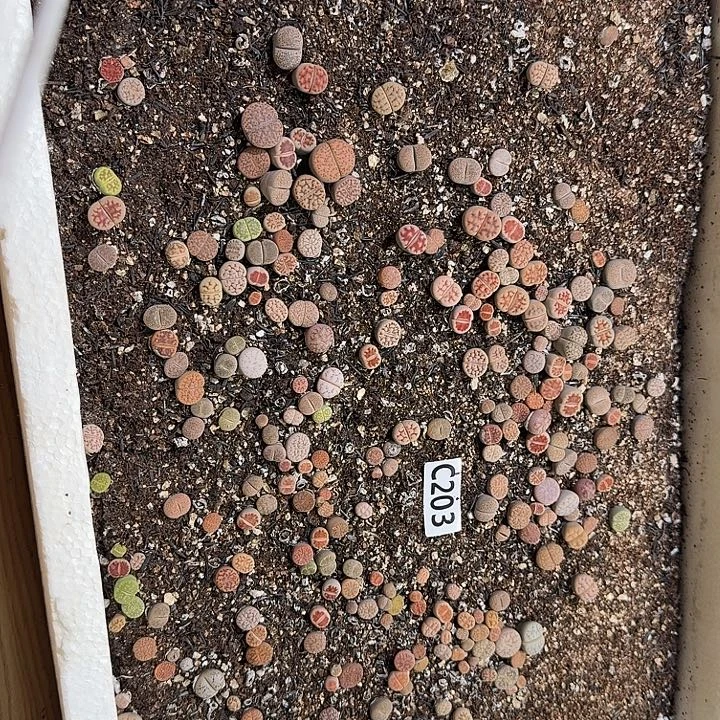 生203石花整框脱土发货不售后