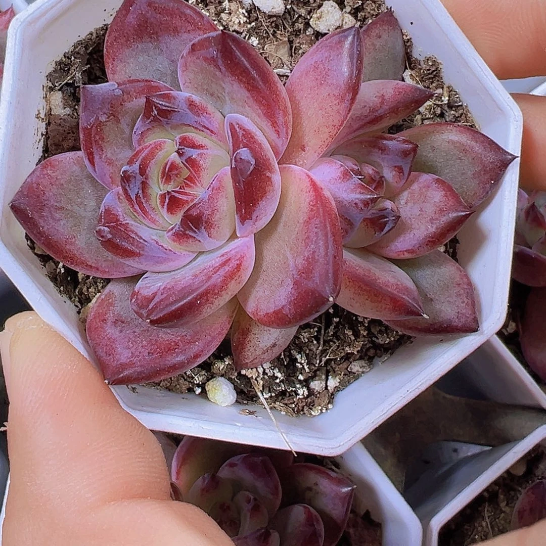 双头夜魔侠19包邮多肉