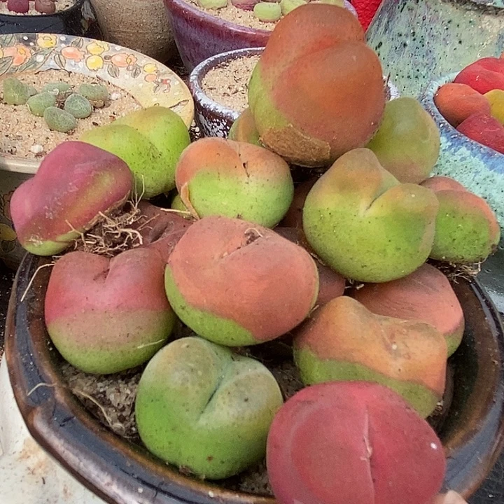 13528拉登体母本一颗